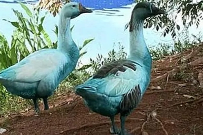 Kékre színeződött állatokat figyeltek meg egy brazil tóban