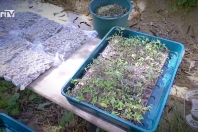 Riasztás - Vége a több száz milliós drogbiznisznek + videó